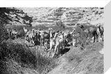 View of Wilfred Thesiger's Bedouin ...