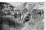 View of Wilfred Thesiger's Bedouin ...