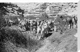 View of Wilfred Thesiger's Bedouin ...