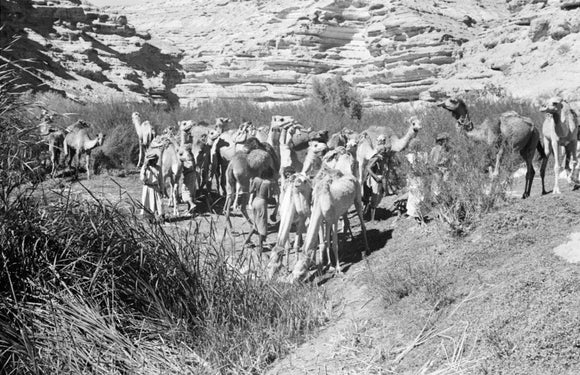 View of Wilfred Thesiger's Bedouin ...