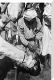Standing portrait of a Bedouin ...