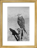 Profile portrait of a saker ...