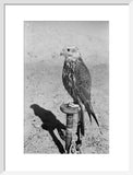 Profile portrait of a saker ...
