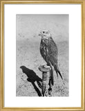 Profile portrait of a saker ...
