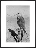 Profile portrait of a saker ...