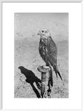 Profile portrait of a saker ...