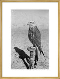 Profile portrait of a saker ...