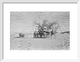 View of camels belonging to ...
