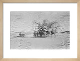 View of camels belonging to ...