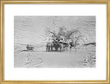 View of camels belonging to ...