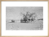 View of camels belonging to ...