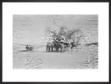 View of camels belonging to ...