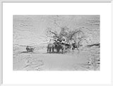View of camels belonging to ...
