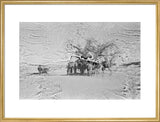 View of camels belonging to ...