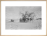 View of camels belonging to ...