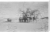 View of camels belonging to ...