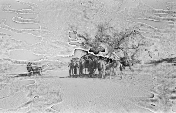 View of camels belonging to ...