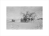 View of camels belonging to ...