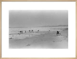 View of camels belonging to ...