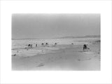 View of camels belonging to ...