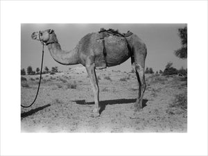 Full length profile portrait of ...