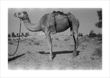 Full length profile portrait of ...