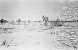 View of two camels walking ...
