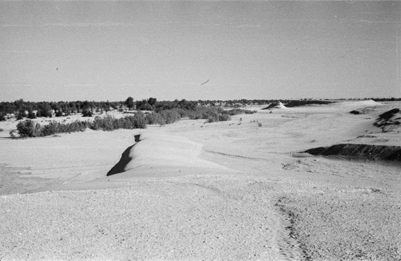 View of a grove of ...