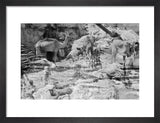Mahra Bedouin with water-skins at ...