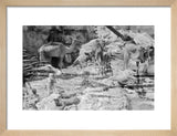 Mahra Bedouin with water-skins at ...