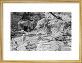 Mahra Bedouin with water-skins at ...
