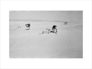 View of two camels, which ...