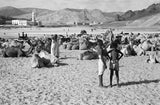 View of a Bedouin camel ...