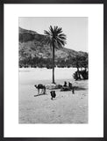 View of a palm tree ...