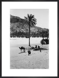 View of a palm tree ...