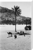 View of a palm tree ...
