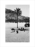 View of a palm tree ...