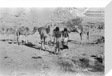 Wilfred Thesiger's party at Mudayy. ...