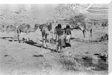 Wilfred Thesiger's party at Mudayy. ...