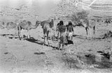 Wilfred Thesiger's party at Mudayy. ...