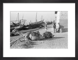 View of two camels couched ...