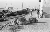 View of two camels couched ...