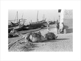 View of two camels couched ...