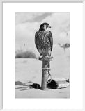 Portrait of a peregrine falcon ...