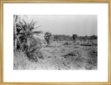View of a grove of ...