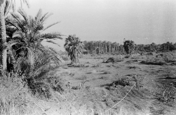 View of a grove of ...