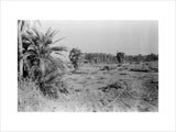 View of a grove of ...