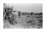 View of a grove of ...
