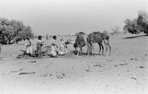 Wilfred Thesiger's party watering camels ...