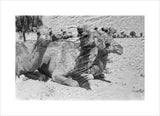 A group of couched camels ...